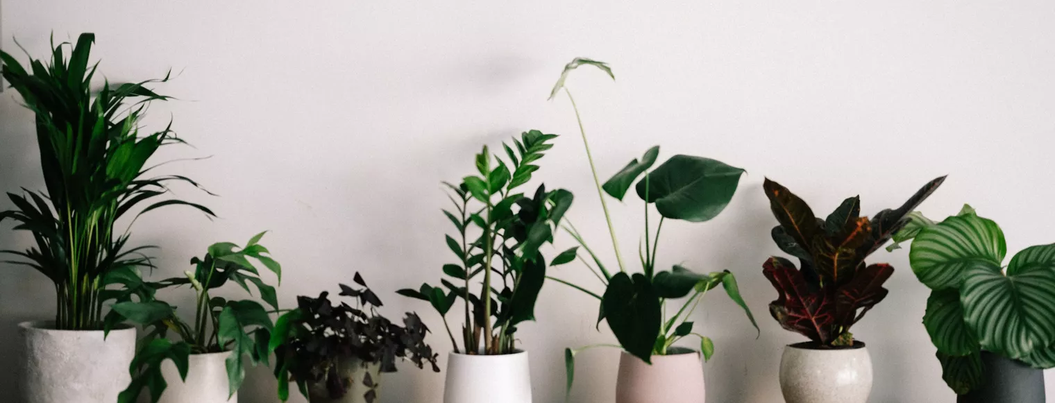 Photo of indoor plants in a row