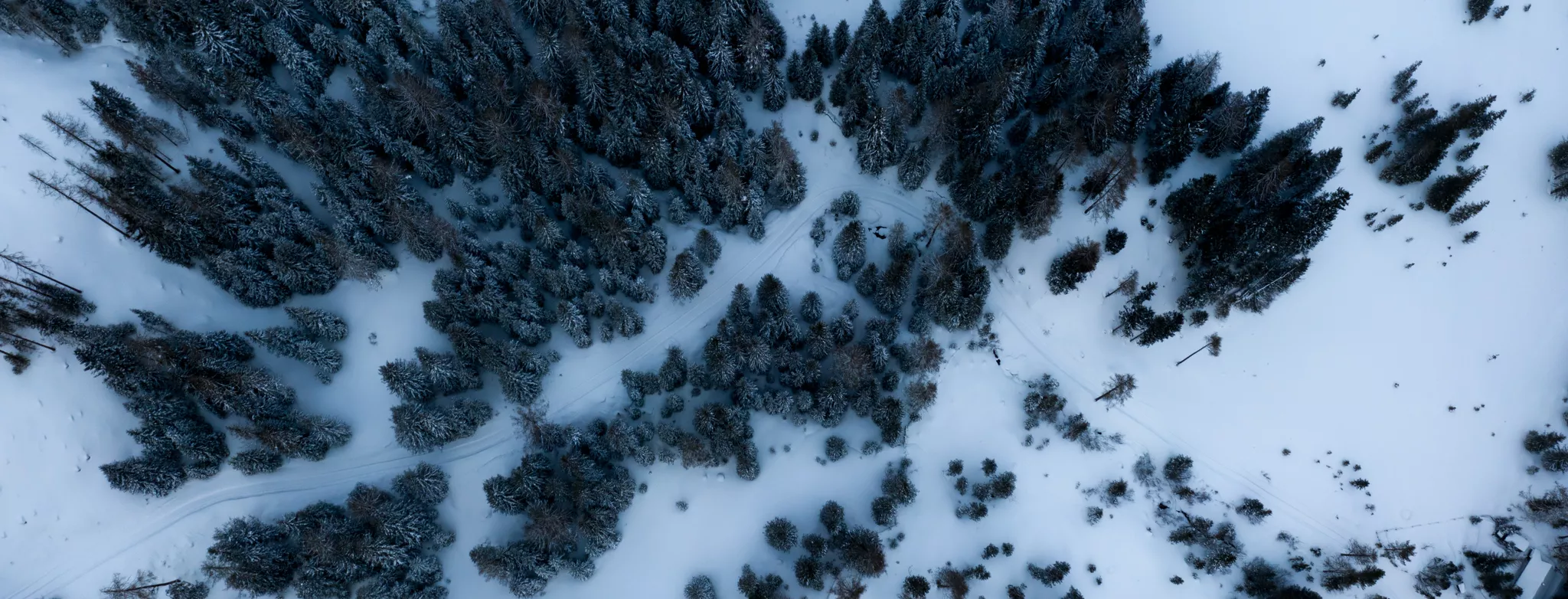 Birds-eye view of coniferous trees covered in snow with path meandering in middle