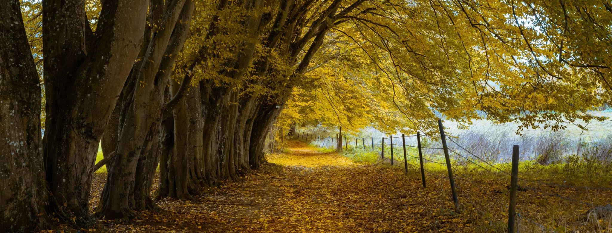 Image of Path with line of trees in Walzin, Dinant, Belgium