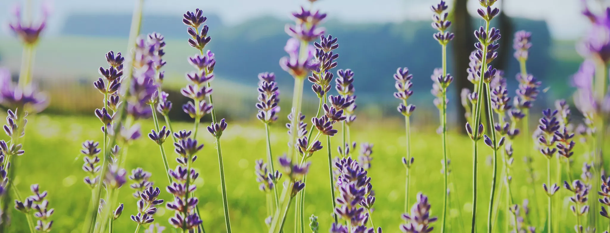 Lavender in a field 